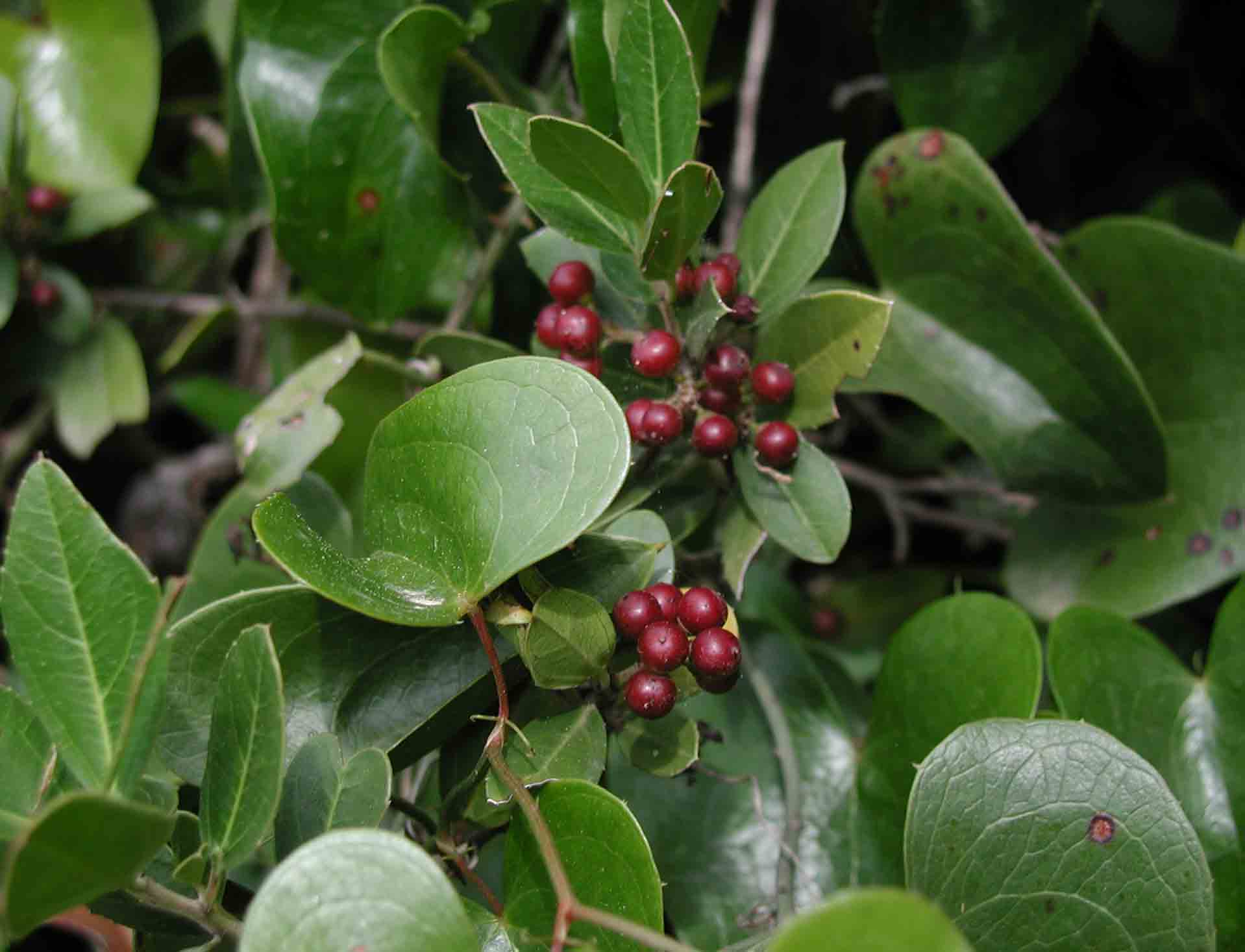 Rhamnus alaternus / Ranno lanterno